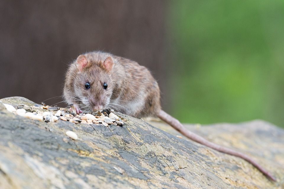 Ratten: van rattenplaag tot rattenbestrijding