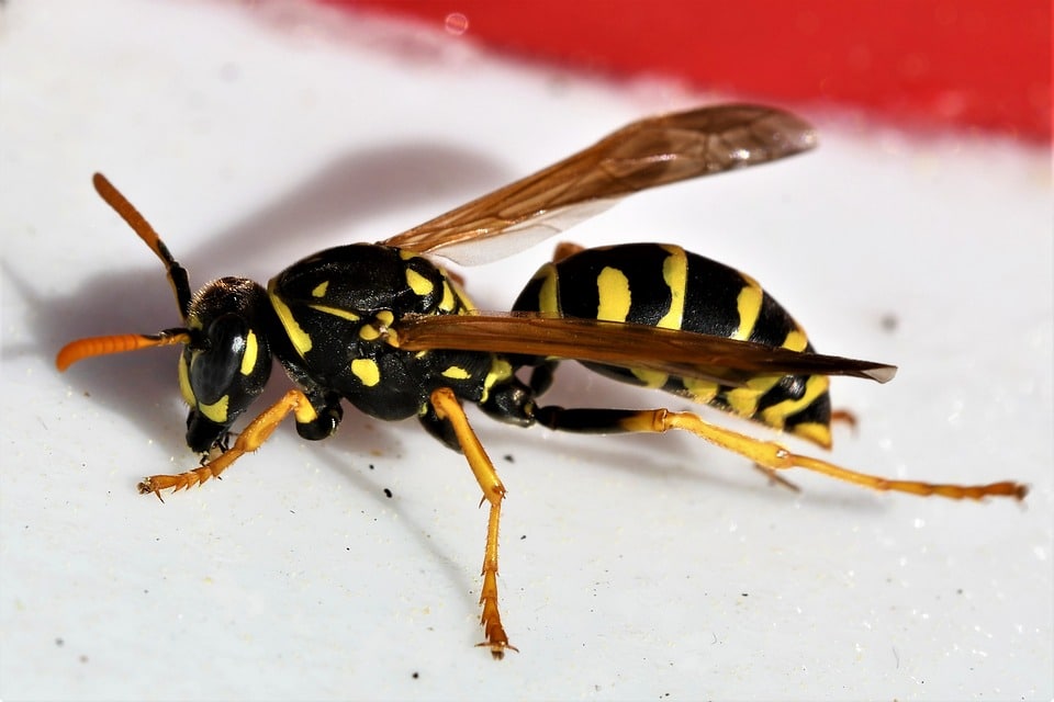Wespen: van wespenplaag tot wespen bestrijden