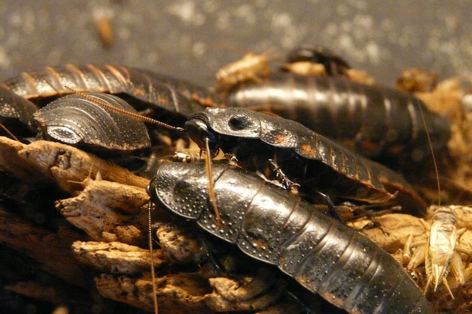 Kakkerlakkenplaag: voorkomen is beter dan genezen