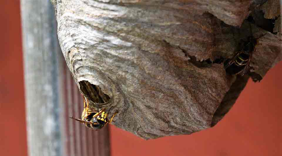 in almere een wespennest verwijderen