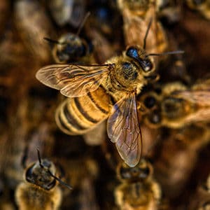 bijen nest laten verwijderen