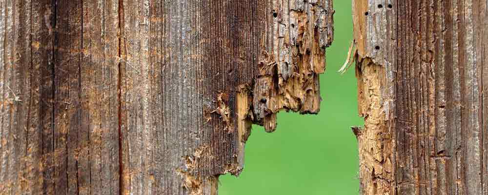 effectief houtworm bestrijden in amstelveen en omstreken