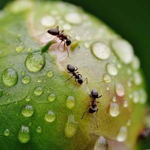 mieren en mierennesten bestrijden in amstelveen