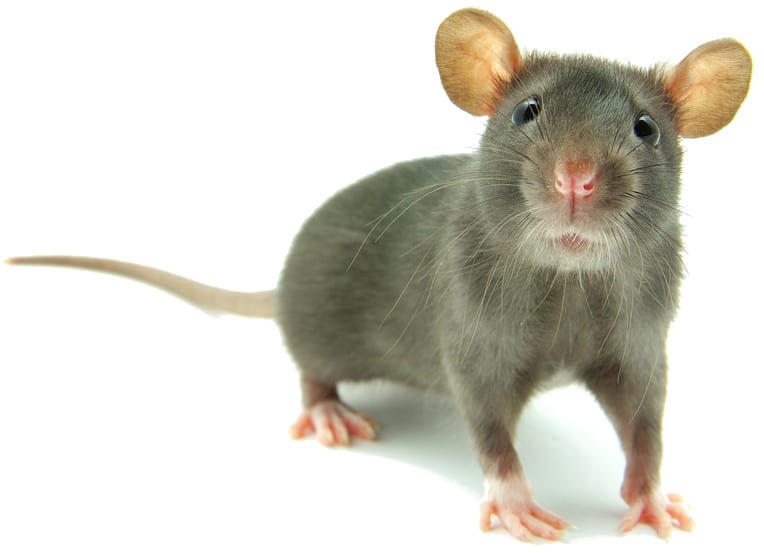 ratten bestrijden Voorhout