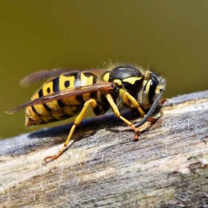 wespennesten verwijderen alphen aan den rijn